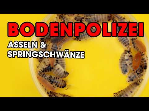 GROUND POLICE 🐞👮 Keeping springtails and isopods for a terrarium 🐞👮