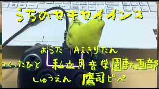 【AIきりたん】うちのセキセイインコ【オリジナル】【セキセイインコ】【フリーBGM】