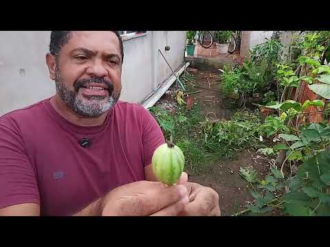 Hoje vocês vão almoçar comigo aqui no rancho e depois deste almoço agora queimar as calorias 