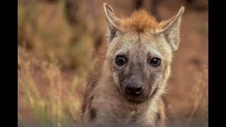 INGRATIDO .   O rei e as hienas   (Para refletir)