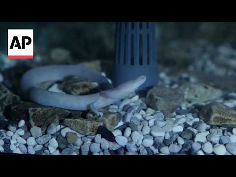 Slovenia&rsquo;s &lsquo;baby dragons&rsquo; turn 10, offering a rare window into a secretive species