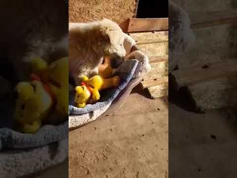 Mama Flora & Welpe Naima (5) - New Home for Strays e. V.