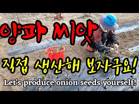 , title : '공짜로, 쉽게 양파씨앗 직접 생산해 보자구요! Let's produce onion seeds yourself!'
