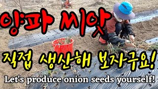 양파 씨앗 직접 생산해 보자구요! Let's produce onion seeds yourself!
