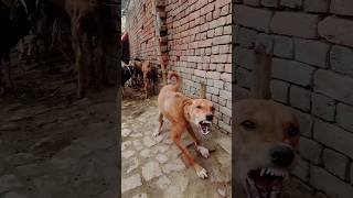 dog 🐶🐕💔😥🧎‍♂️🐐🐐😢 goat big goat big dog animal jcb chhotu dada comedy i love dogs and animal 🥰 family