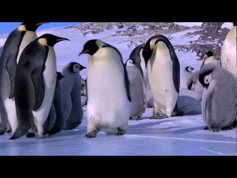Os Desajeitados e Hilariantes Pinguins