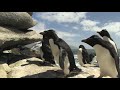 Los mejores bloopers de pingüinos