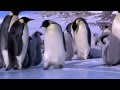 Penguin Fail - Best Bloopers from Penguins Spy in ...