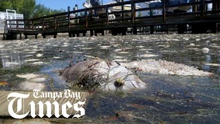 Tampa Bay Red Tide Q&A with environment reporter