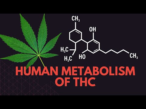 Human metabolism of THC