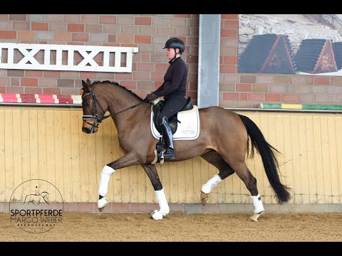 Stute von Dante ´s Junior *2019