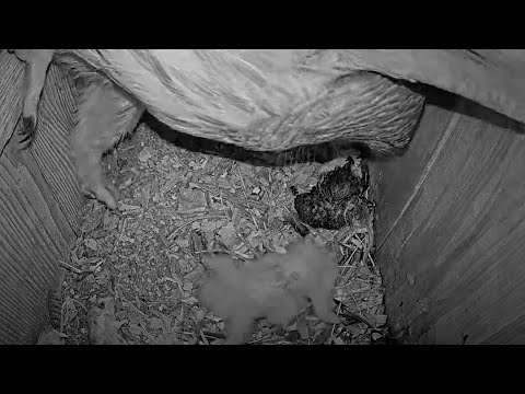 First Look At Owlet #3! Wild Birds Unlimited Barred Owl Cam – April 4, 2024