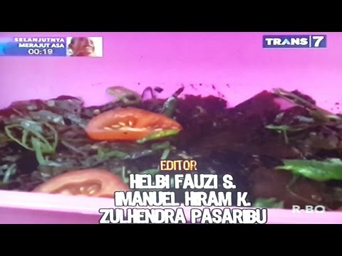 Apa yang membuat palu Thor Patogen kontra