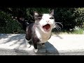 This Hungry One Eyed Tuxedo Cat Is Always Angry