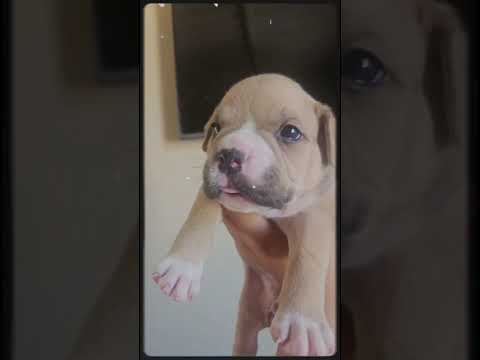 Talara, Piura, Perú American bully tayson & Nahala