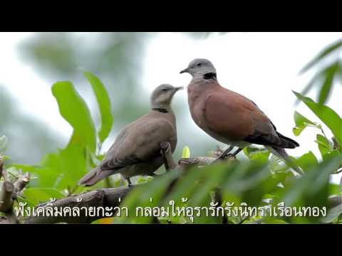 คลิกเพื่อดูคลิปวิดีโอ