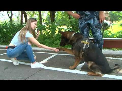Курские кинологи отметили профессиональный праздник