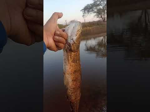 pescaria do mês de outubro  no açude do Delano em aiuaba Ceará nesse dia 4 e 5 de outubro