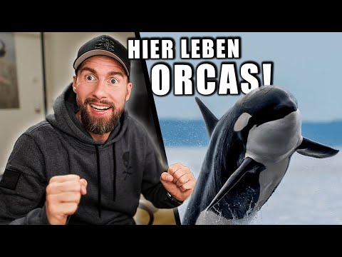 ORCAS in freier Wildbahn SEHEN! - HIER ist es möglich... | Robert Marc Lehmann