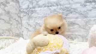 ハーフ犬の動画01
