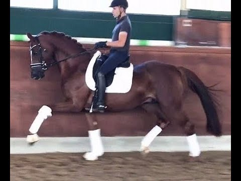 SOLD 2013 Hanoverian dressage stallion by QUASAR DE CHARRY  16.2 hh www.sporthorses-online.com
