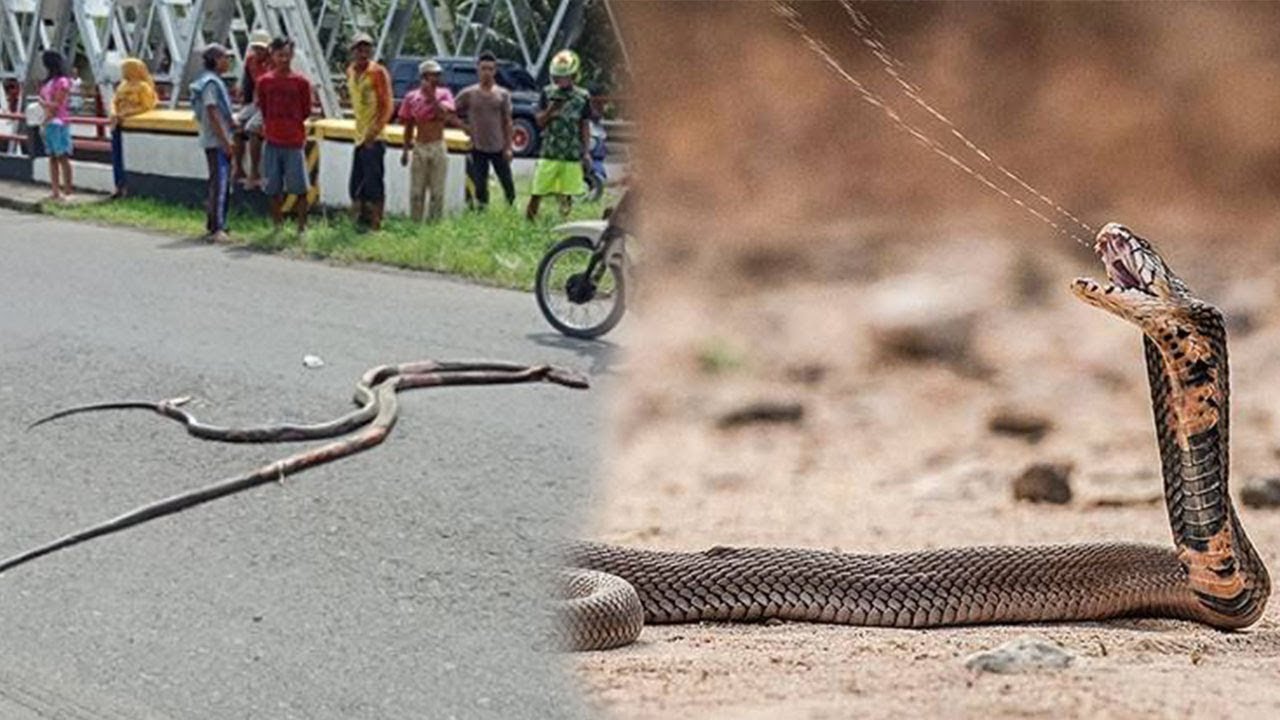 Sepasang Ular  Kobra  Tak Mati Meski Ditembak Malah Kejar 