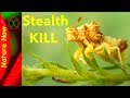 Stealth Assassin - Jagged Ambush Bug
