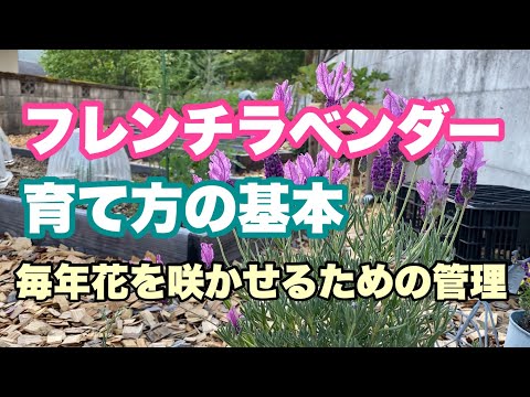 ラベンダーの世話をするための実用的なシート:開花、剪定、メンテナンス!  庭園