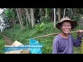 Suasana Isuk Isuk Di Pakampungan Suasana Kampung Pagi Hari