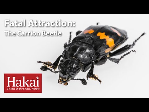 Fatal Attraction: The Carrion Beetle