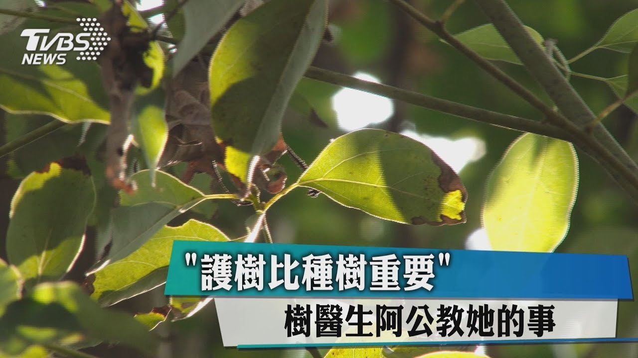 「護樹比種樹重要」 樹醫生阿公教她的事