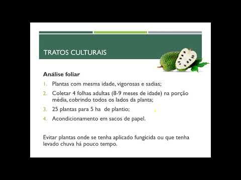 Graviola - Tratos Culturais - Fruticultura 3