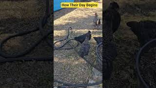 How Our Chickens  Begin Their Day! #fun ##chicken #pets #food #backyardchickens #cute
