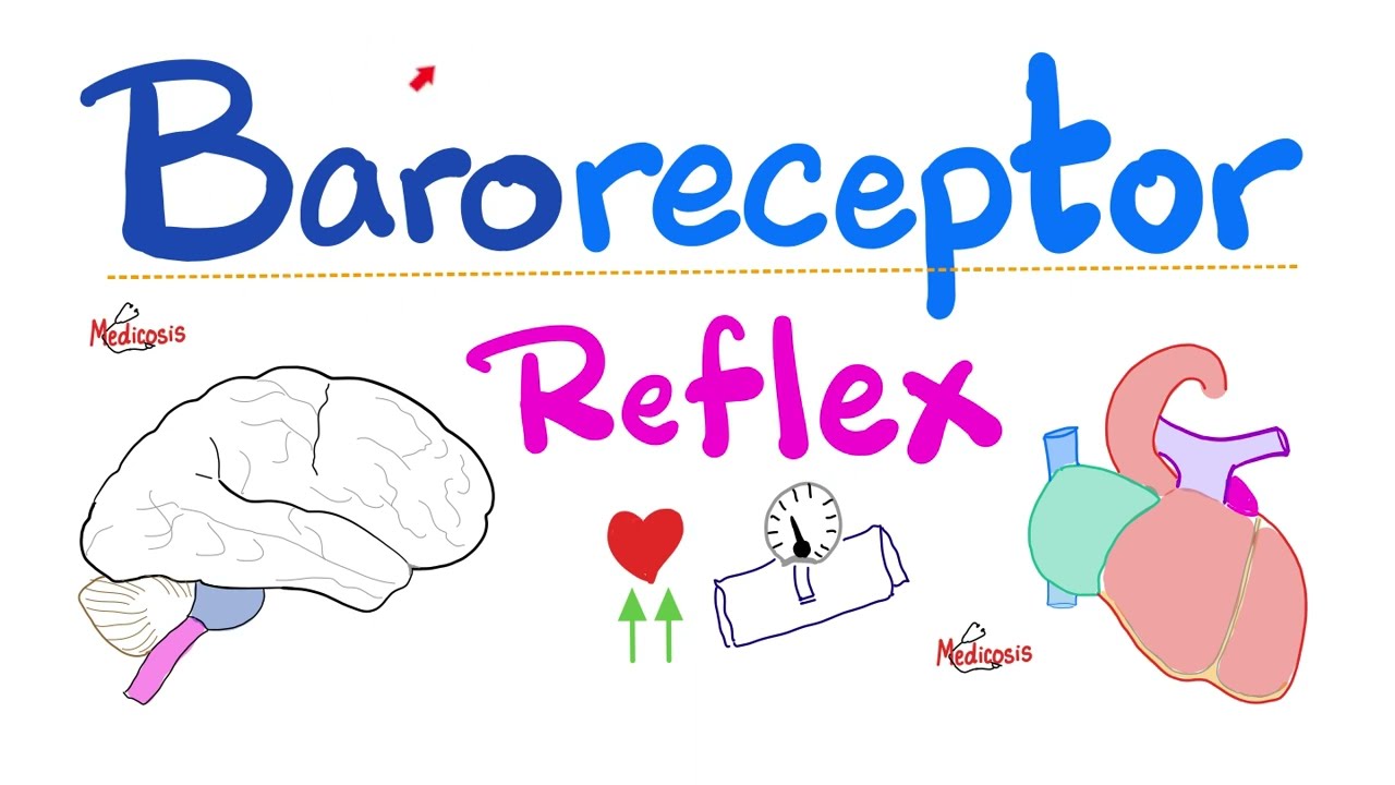 Baroreceptor Reflex - Carotid Sinus, Aortic Arch - Reflex Arc - Pressure- Cardiovascular Physiology