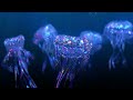 8D Bilateral EMDR Theta Dreamscape 6 4hz Reality Shifting