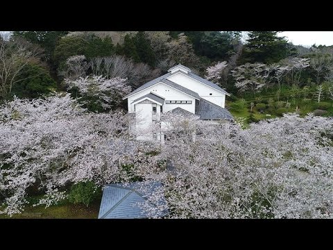 千葉県旭市「大原幽学公園の桜　2017年4月13日　その2」