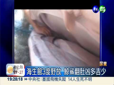 亂野放害死鯨鯊? 海生館長恐記過