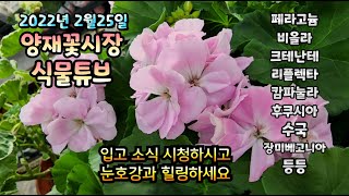 양재꽃시장 식물튜브 [2월25일 입고소식] 시청하시고 눈호강과 힐링하시길 바래요~~~  #양재꽃시장 #식물튜…