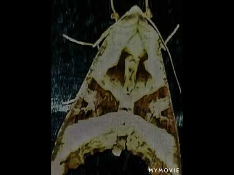 Jędras - Nie ma nas