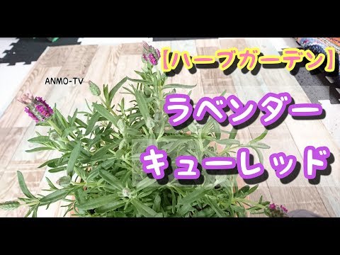 紅ショウガ、ゲットウショウガ