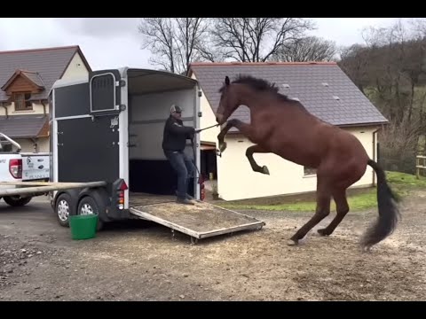 Horse beaten and whipped by previous owners needs help!