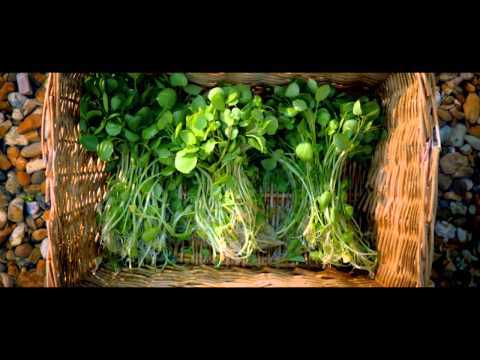 The Story Of The Wondrous Watercress -- Waitrose