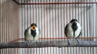 Download lagu glatik batu anakan suara pikat ampuh mp3