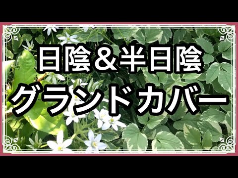 日陰のグランドカバー植物: 成長するのに太陽を必要としないこれらの 9 つの美しい品種は何ですか?  庭園