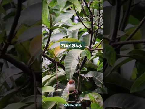 call of Common Tailored Bird... #songbird