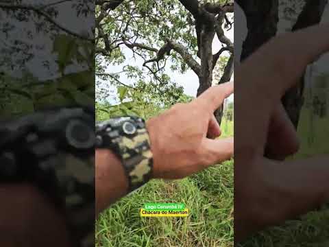 Chácara do Maerton no Lago Corumbá IV em Alexânia Goiás