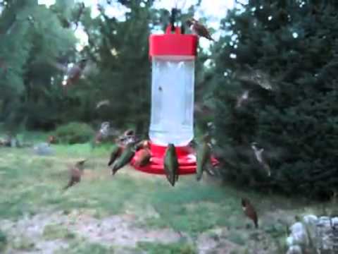 Hummingbird infestation