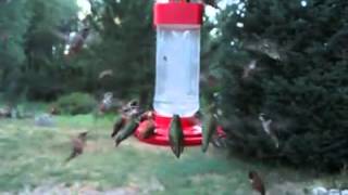 Die besten 100 Videos Kolibrie Futterstelle - Hummingbird infestation