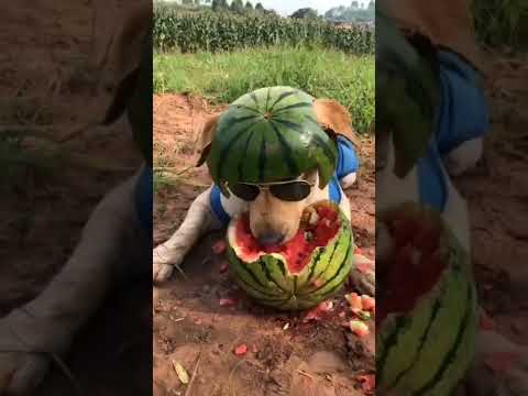 A mi perro le gusta la sandía 😅 #dogs #perros