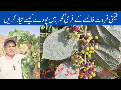 How falsa farming in house and commercial in Punjab and Pakistan .Best fruit in summer season at hou